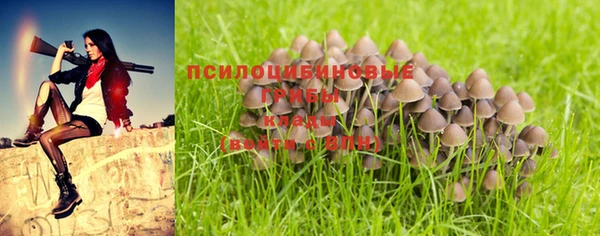прущие грибы Новокубанск